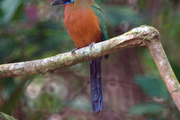 Turquoise-browed Motmot
