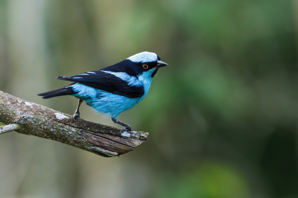 Turquoise Dacnis