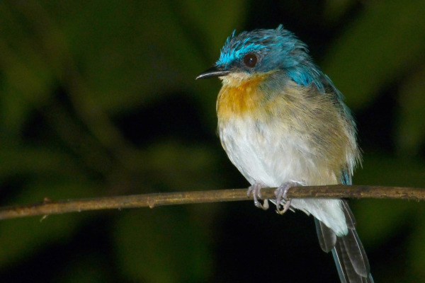 Turquoise-flycatcher