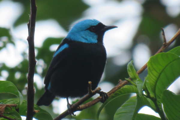 Turquoise Honeycreeper
