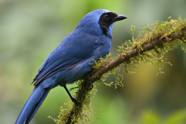 Turquoise Jay