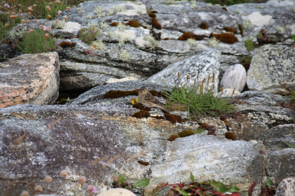 Twite