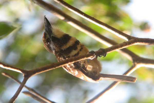 Two-banded Puffbird