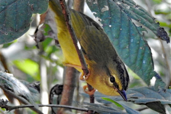 Two-banded Warbler