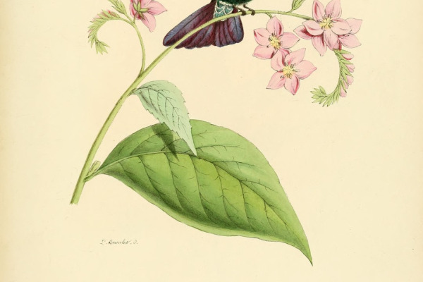 Tyrian Metaltail