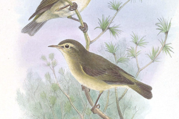 Tytler's Leaf Warbler