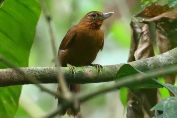 Ucayali Antwren