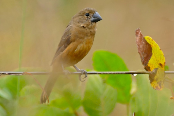 Ultramarine grosbeak