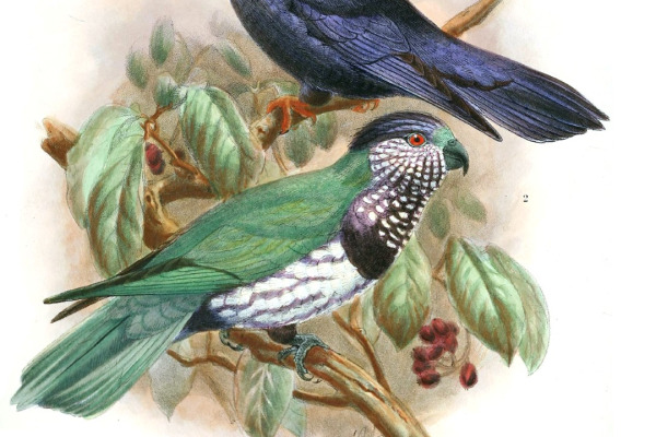 Ultramarine Lorikeet