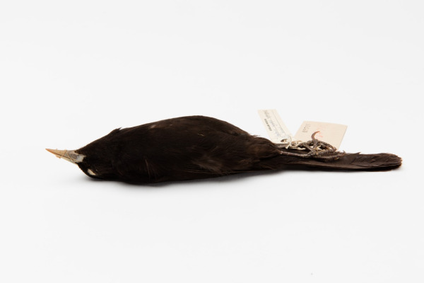 Unicolored Blackbird