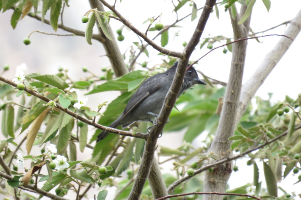 Uniform Antshrike