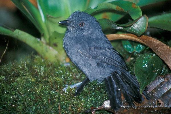 Uniform Antshrike