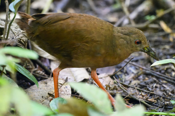 Uniform Crake