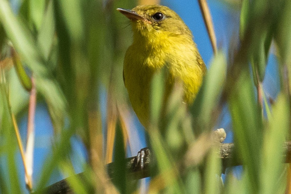 Upcher's Warbler