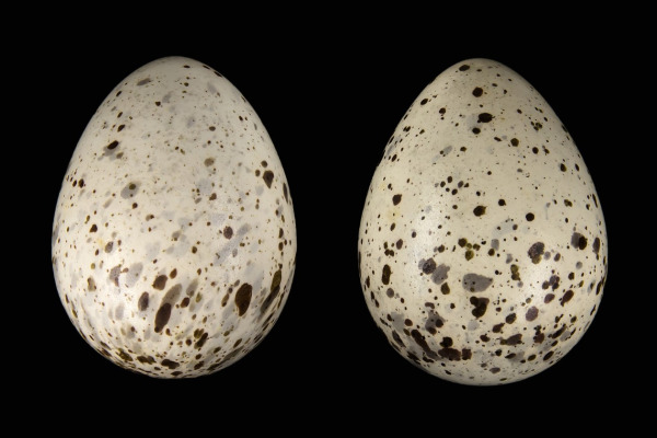 Upland Sandpiper