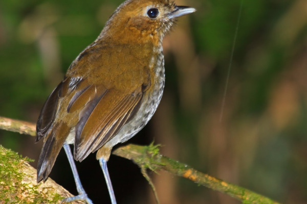 Urrao Antpitta