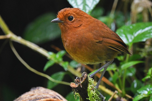 Urrao Antpitta