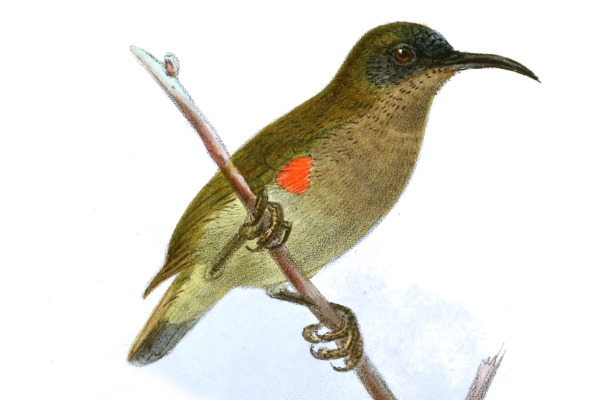 Ursula's Sunbird