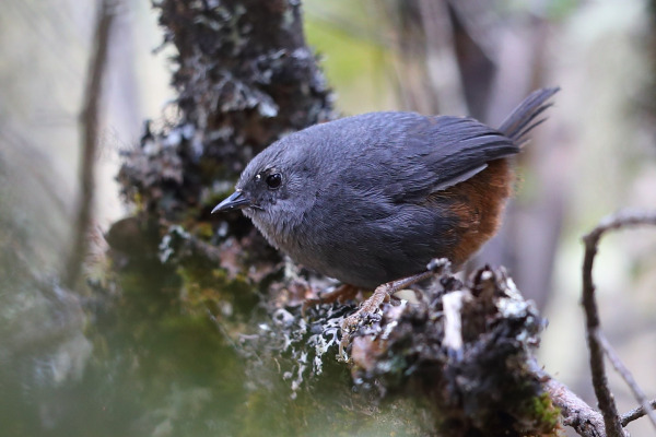 Urubamba Tapaculo