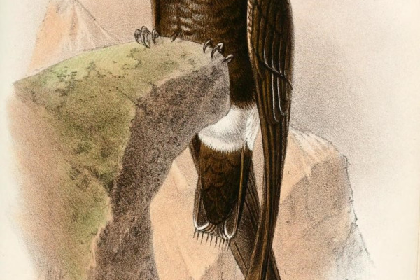 Ussher's Honeyguide