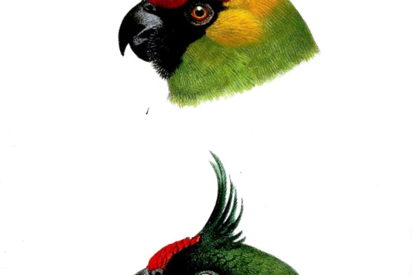 Uvea Parakeet