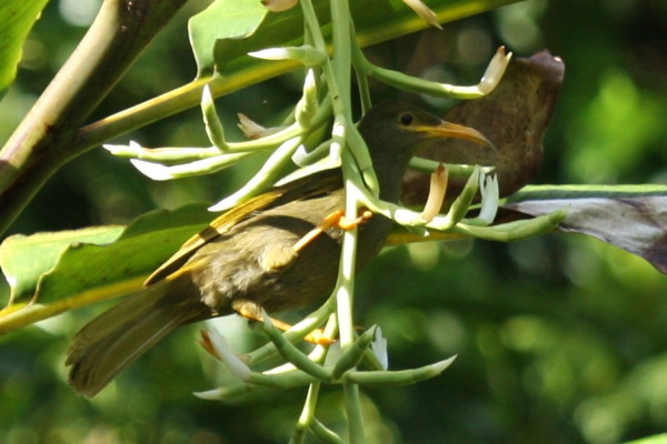 Vanua Levu Giant Honeyeater
