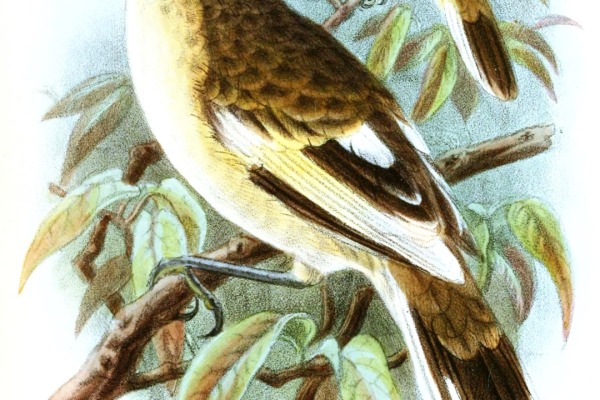 Vanuatu Bush Warbler