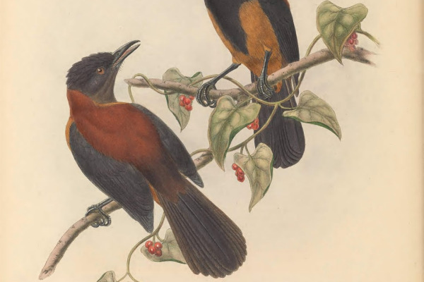 Variable Pitohui