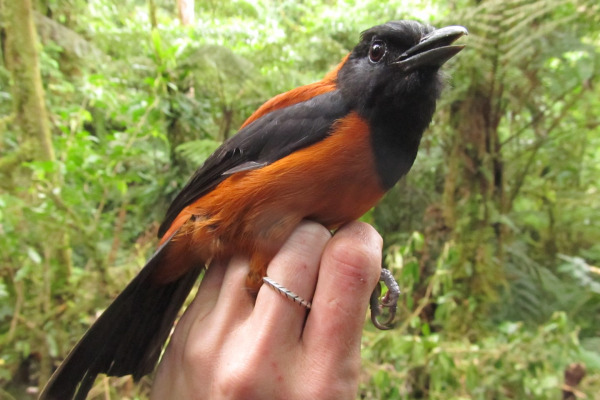 Variable Pitohui