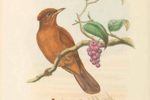 Variable Pitohui