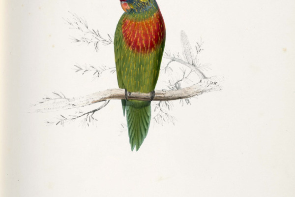 Varied Lorikeet