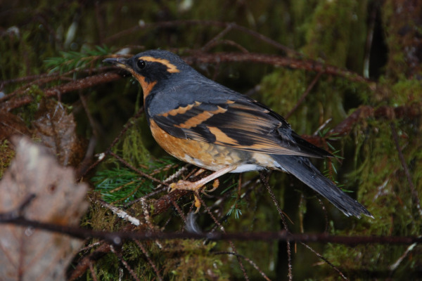 Varied Thrush