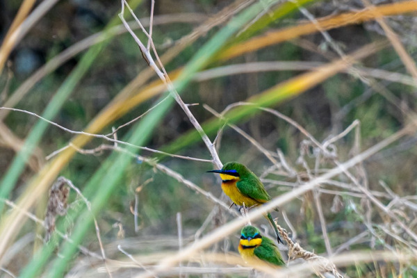Variegated Bee-eater