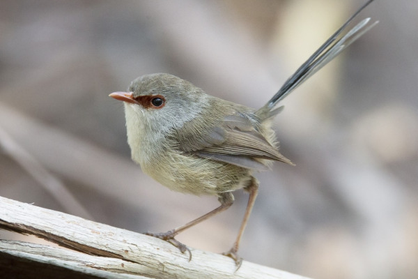 Variegated Fairywren