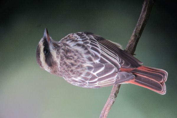 Variegated Flycatcher