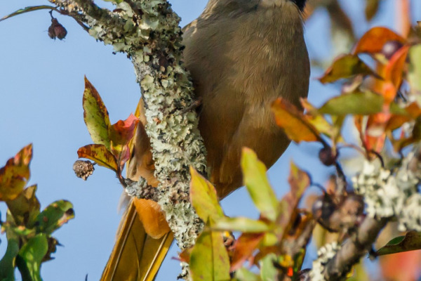 Variegated Laughingthrush