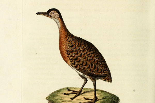 Variegated Tinamou