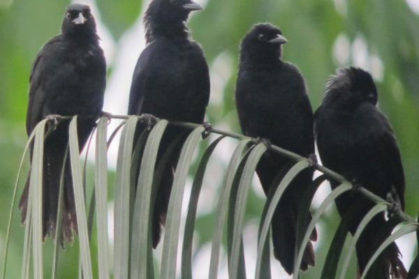 Velvet-fronted Grackle