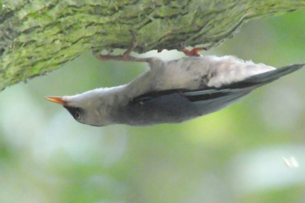Velvet-fronted Nuthatch