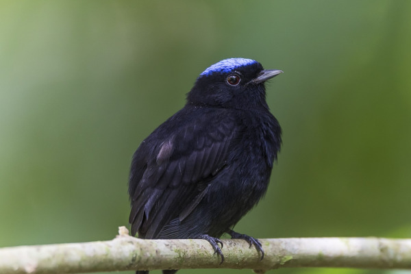 Velvet-purple Coronet