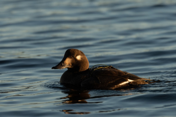 Velvet Scoter