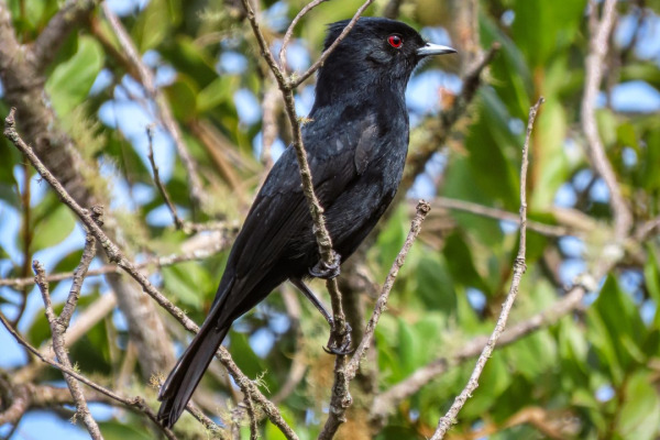 Velvety Black-Tyrant