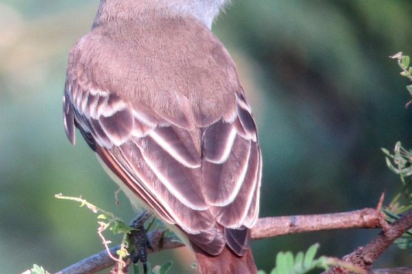 Venezuelan Flycatcher