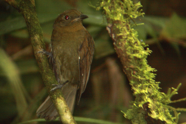 Veracruz Schiffornis