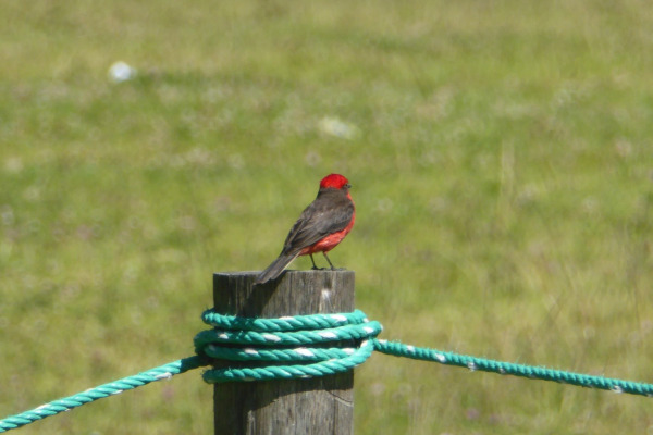 Vermilion Flycatcher