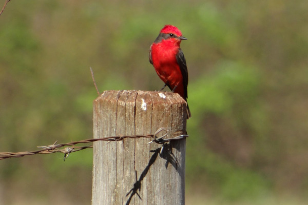 Vermilion Flycatcher