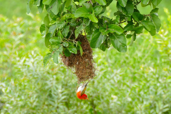 Vermilion Masked Weaver