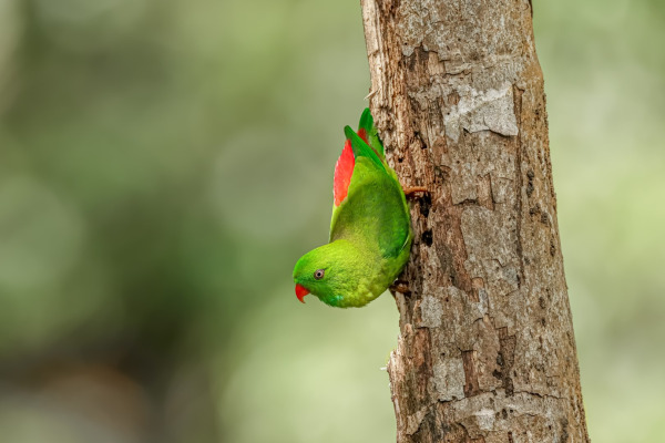 Vernal Hanging Parrot