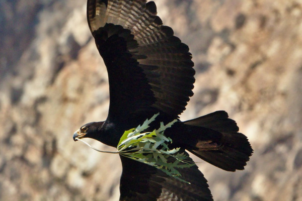 Verreaux's eagle