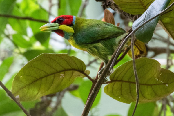 Versicolored Barbet